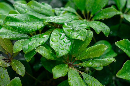 Green schefflera leaves covered in glistening raindrops providing a fresh and vibrant natural background, representing lushness, organic beauty, and ecological health