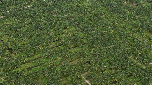 Aerial drone view of an oil palm farm plantation with canals and dense palm canopy.