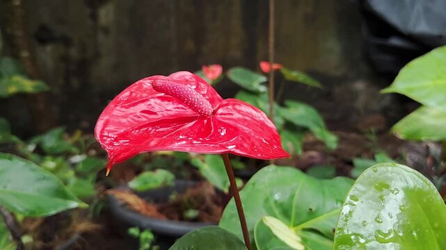 red flower in the garden,red anthurium 
