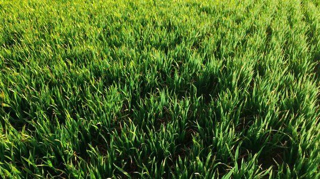Green wheat field close up with young cereal plants growing in dense rows under sunlight. Spring grain crop developing across cultivated farmland with visible tractor tracks between lines. Agriculture