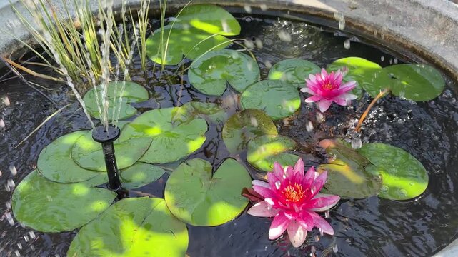 Ruhiger Gartenteich mit pl&auml;tscherndem Brunnen und bl&uuml;henden Seerosen &ndash; Entspannende Naturaufnahme