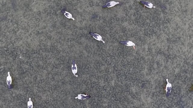Aerial view of Asian openbill storks foraging on a coastal mudflat during low tide.