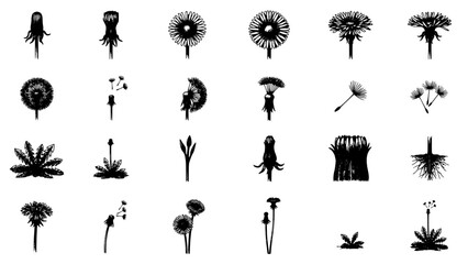 Obraz premium Dandelions in Various Stages of Growth and Seed Dispersal, Black and White Illustration Featuring Dandelion, Plant, Flower