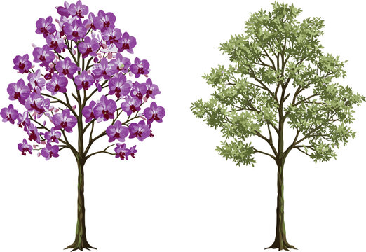 Cad drawing flat vector illustration, orchid tree purple flowers, green foliage contrast, botanical diversity, seasonal nature, landscape design, tree comparison