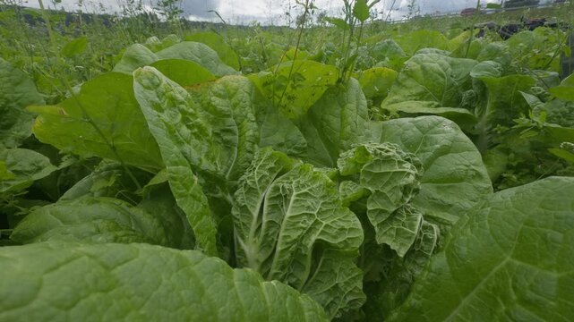 A static close-up showcasing rows of fully grown, mature Chinese cabbage crops on a Scandinavian farm. The vibrant green crinkled leaves are densely packed and healthy, indicating a rich, high-yield v
