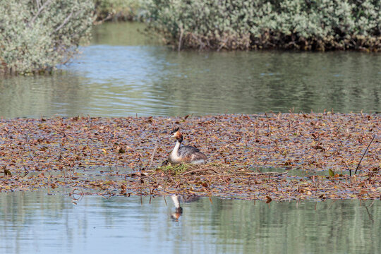 Podiceps cristatus. Great Crested Grebe incubating its eggs in its floating nest in a wetland.