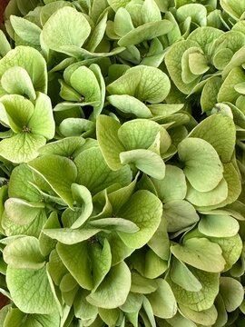 Fresh green hydrangea flower close up