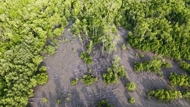Aerial view of bare mangrove trees and exposed mudflat