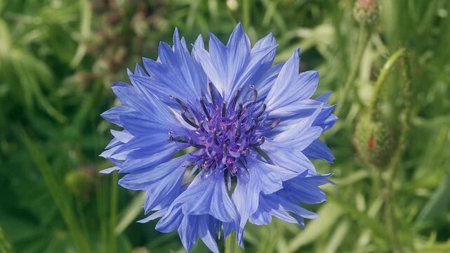 Blue cornflower blowing in the wind macro close up background stock footage