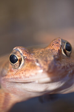 close up of a snake