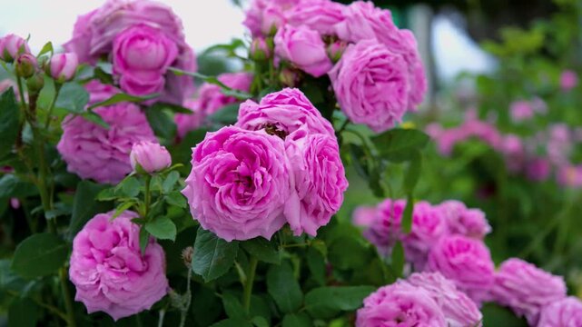 Close-up view of pink roses with soft petal texture and green background, creating a romantic, natural rose garden atmosphere and an elegant botanical detail for stock use. A clean visual scene.