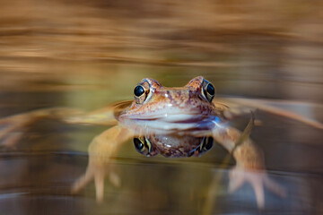 frog in water © Amanda