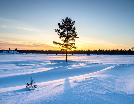 A solitary pine tree stands resiliently against a glowing winter sunset in a vast snowy wilderness, evoking a peaceful sense of solitude. Ideal for serene nature concepts. No people.