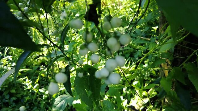 Clusters of small round white berries growing on wild green vines in a forest