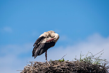 Bocian biały (Ciconia ciconia) stoi na dużym,  gnieździe z gałązek i patyczków, czyszcząc pióra. Ptak ma długą szyję i spiczasty dziób, białe upierzenie i czarne pióra skrzydeł. Gniazdo, jest wysoko p © Grzegorz
