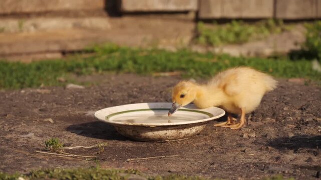 A small kitten drinks water.