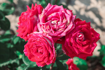 Obraz premium Cluster of deep pink and crimson roses blooms in full glory, their layered velvety petals unfurling beautifully against a soft, sun-dappled garden backdrop