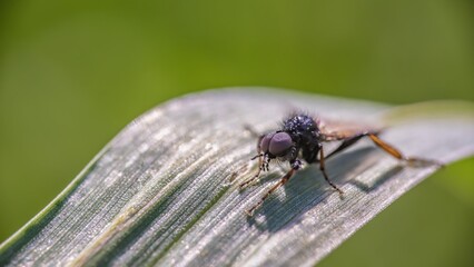 fly on leaf © Amanda