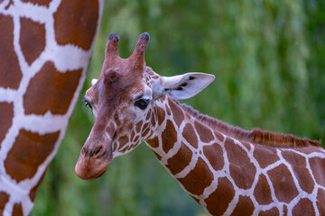 giraffe in zoo © Amanda