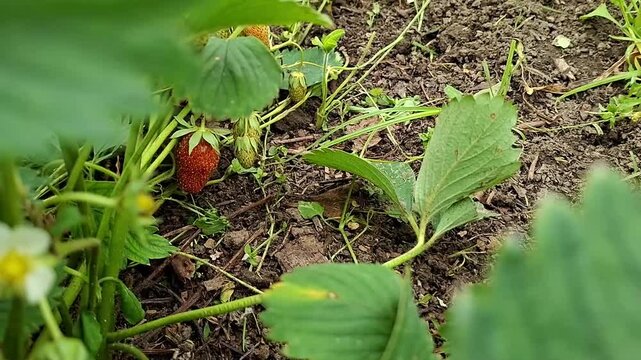 Ripe berry hidden under plant foilage. Strawberry harvest