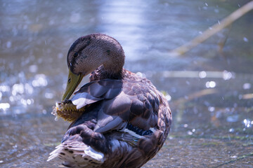 great crested grebe © Amanda