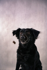 black labrador retriever © Amanda