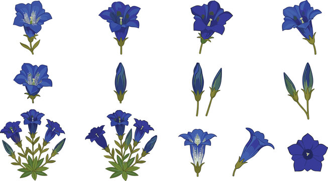 Blue gentian flower vector illustration element set featuring alpine gentiana blooms wild bell blossoms buds green leaves and botanical plant icons
