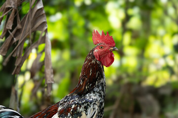Colorful Rooster Portrait in Natural Green Garden with Blurred Background © MetroPhotology