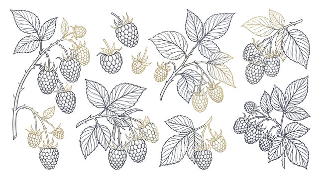 Collection of hand-drawn raspberry branches with leaves and berries, rendered in a vintage sketch style with line art.