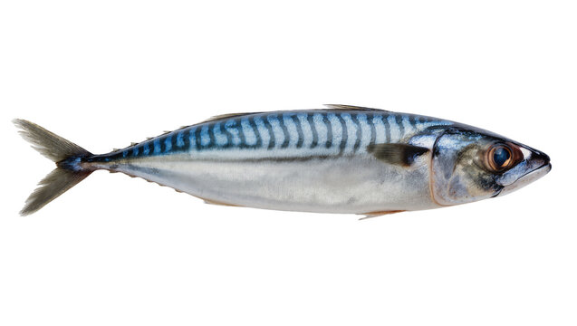 Atlantic mackerel fish with blue stripes and silver scales