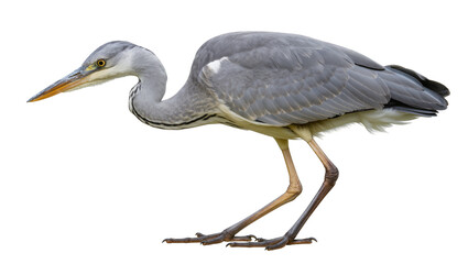 Fototapeta premium Grey Heron bird profile view with long beak and legs