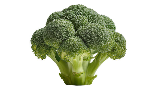 Fresh green broccoli head with thick stem