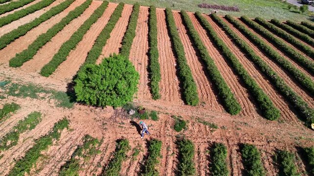 Aerial view of a rose garden with ordered green rows, exposed soil gaps, and a single worker, highlighting rose production, agricultural layout, natural cultivation area, and field texture.