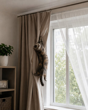 Cat scratching curtains in living room near window