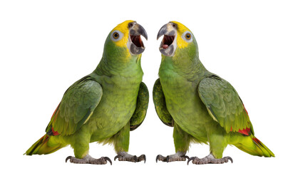 Two green parrots with yellow heads and open beaks © Gabriela
