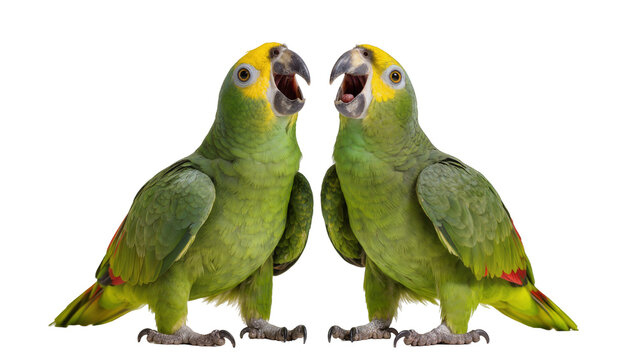 Two green parrots with yellow heads and open beaks