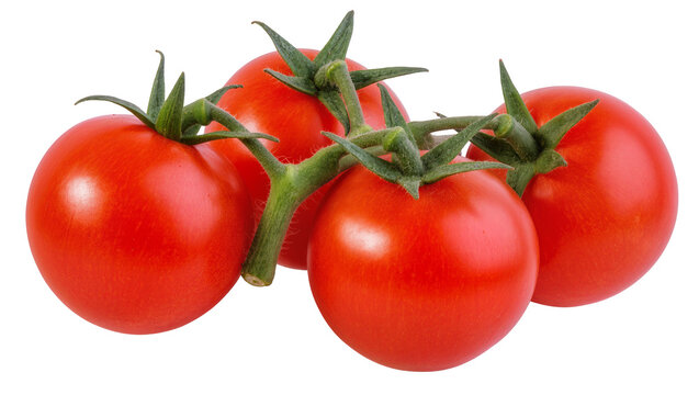 Group of ripe red tomatoes on green vine
