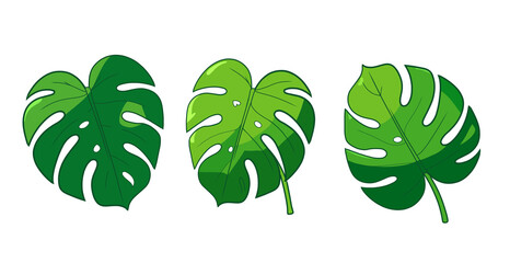 Tropical monstera leaf set © Nisvara