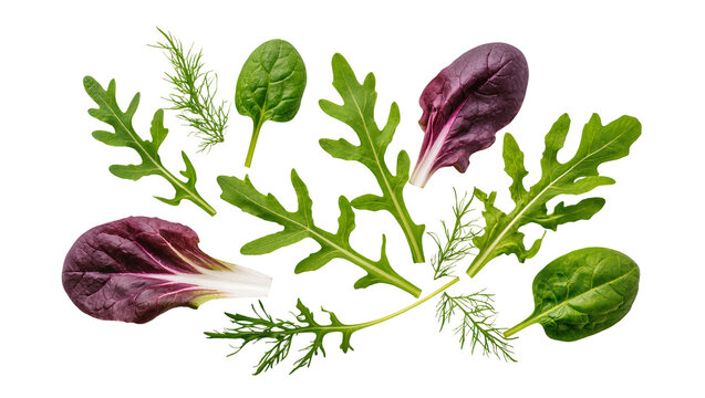 Assorted fresh salad greens and herbs with vibrant colors