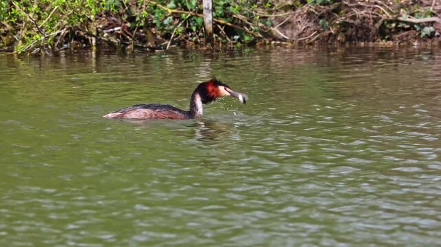 Great Crested Grebe, Podiceps cristatus has caught a fish. Bird with beautiful orange colors, a water bird with red eyes. It is the largest member of the grebe family found in the Old World.