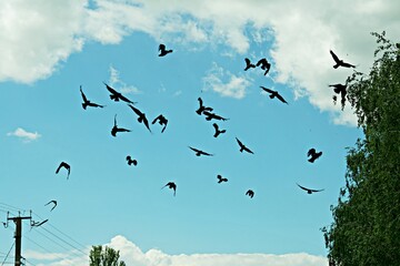 Naklejka premium A large flock of black ravens flying in the blue cloudy sky near green trees