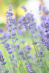 Obraz premium Blooming lavender flowers against a lush green background, captured in natural daylight. The image highlights vibrant purple blossoms, fresh greenery, and a peaceful garden atmosphere.