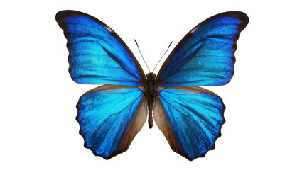 Blue Morpho Butterfly with Iridescent Wings © Anna