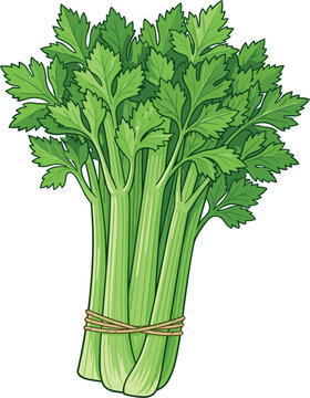 Fresh green celery bunch vector illustration tied with rope isolated on white background healthy organic vegetable raw diet food element icon