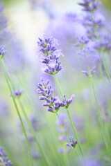 Obraz premium Soft-focus lavender flowers creating a beautiful summer background with gentle daylight.