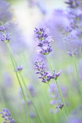 Obraz premium Blooming lavender flowers in a garden on a sunny day. The image highlights vibrant purple blossoms, fragrant plants, and a peaceful natural atmosphere, perfect for gardening and summer themes.