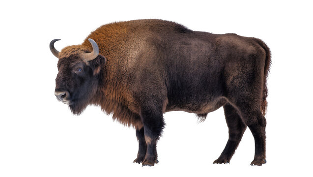 European bison standing profile view on white
