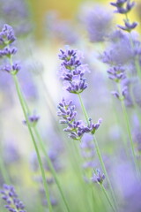 Obraz premium Soft-focus lavender flowers creating a beautiful summer background with gentle daylight.