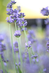 Obraz premium Blooming lavender flowers in a garden on a sunny day. The image highlights vibrant purple blossoms, fragrant plants, and a peaceful natural atmosphere, perfect for gardening and summer themes.