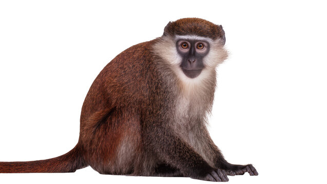 Brown monkey with white face markings sitting